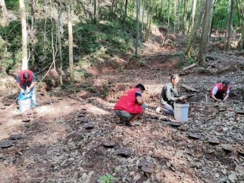 江西安远塘村乡：灵芝开出“幸福花”