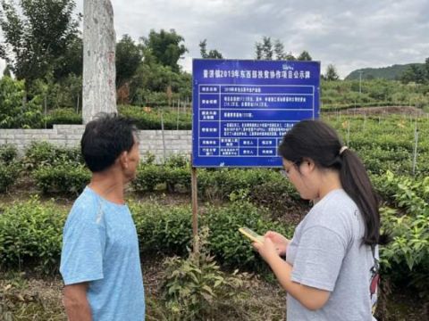 黄茶绿意，绘就乡村振兴新篇章｜四川农业大学‘川’越832寻访调研团深入广元调研