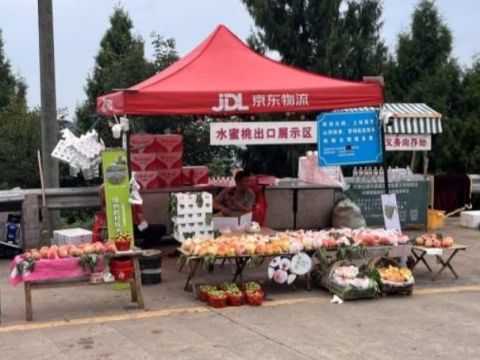 甜蜜产业兴农路，水蜜桃产销两旺助力乡村振兴